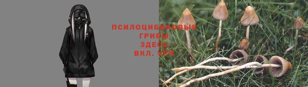 шишки Арсеньев